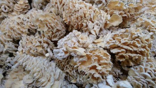 Split Gill Mushroom