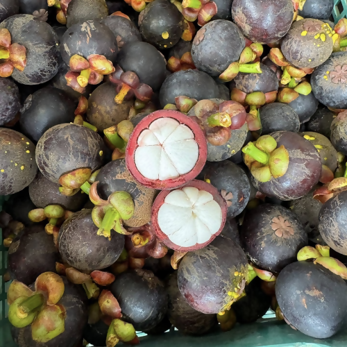 fresh-mangosteen2