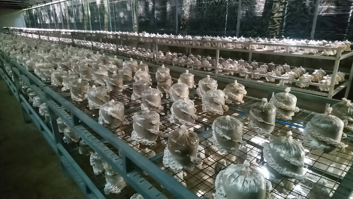 Dried Split Gill Mushroom