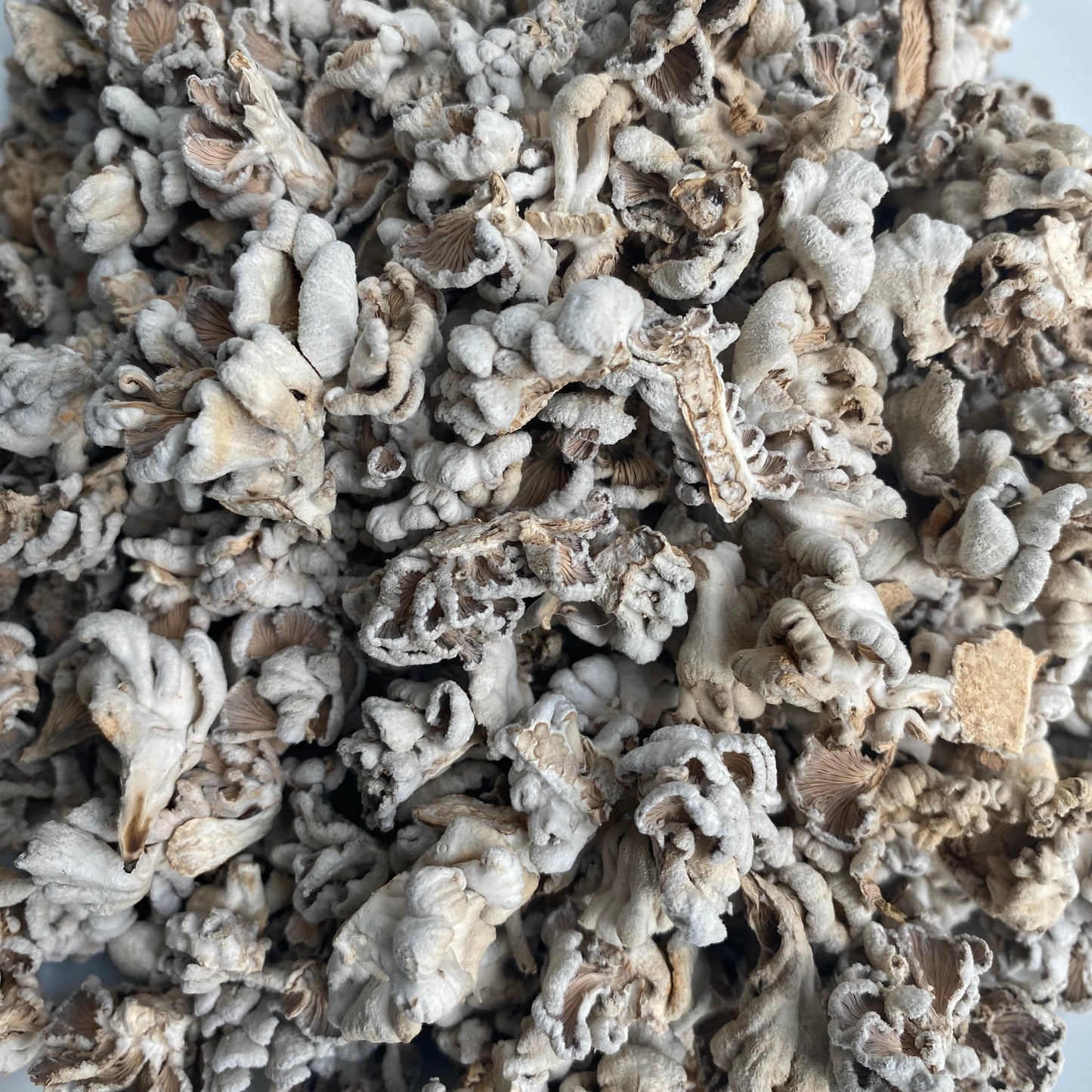 Buy Dried Split Gill Mushrooms