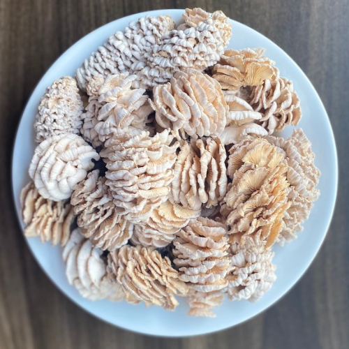 Order Premium Fresh Split Gill Mushroom 1 kg./bag
