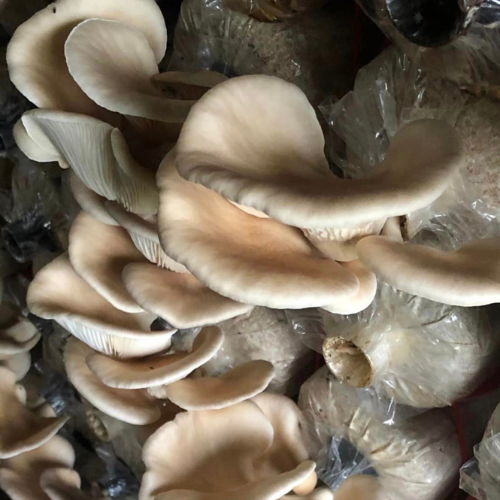 Fresh Gray Oyster Mushroom 1 kg./pack