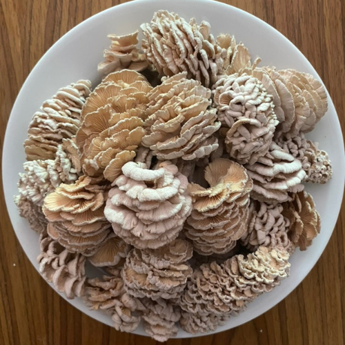 Order Premium Fresh Split Gill Mushroom 1 kg./bag