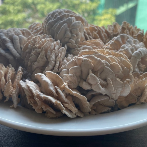 Order Premium Fresh Split Gill Mushroom 1 kg./bag