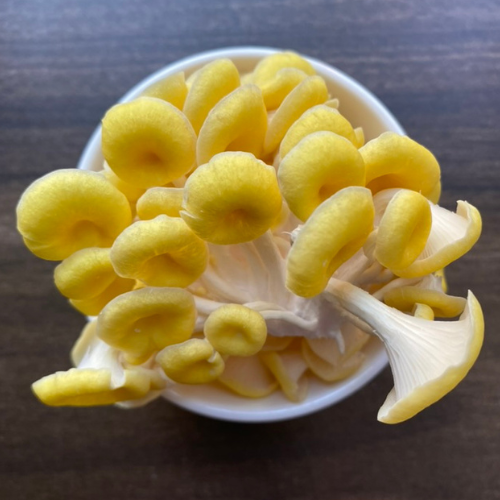 Order Fresh Golden Oyster Mushroom 1kg./bag