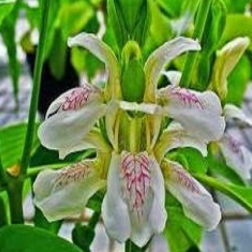 Organic Jeevanti Herb (Leptadenia Reticulata) Food Farm Hub