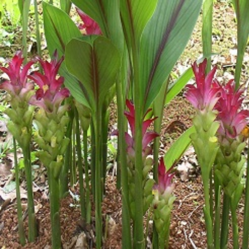 Organic Kachur Herb (Curcuma Zedoaria) Food Farm Hub