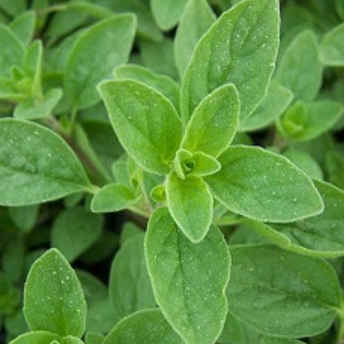 Organic Marjoram Herb (O.Majorana) Food Farm Hub