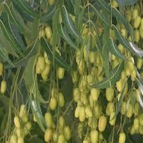 Organic Neem Leaves Herb (Azadirachta Indica) Food Farm Hub