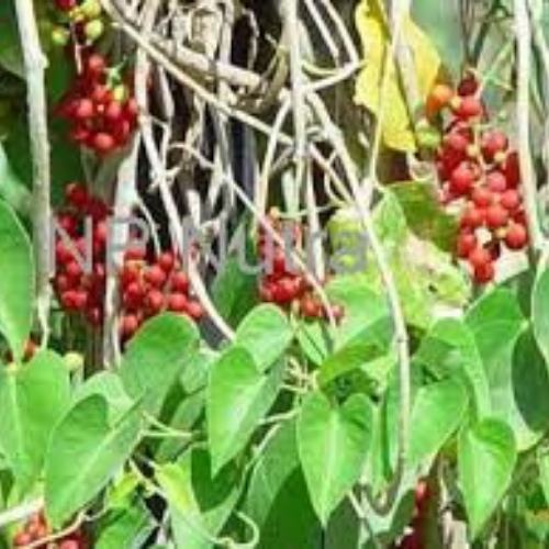 Organic Guduchi Extract - Food Farm Hub