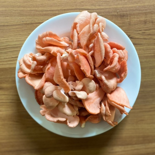 Buy Fresh Pink Oyster Online Mushroom 1kg./bag