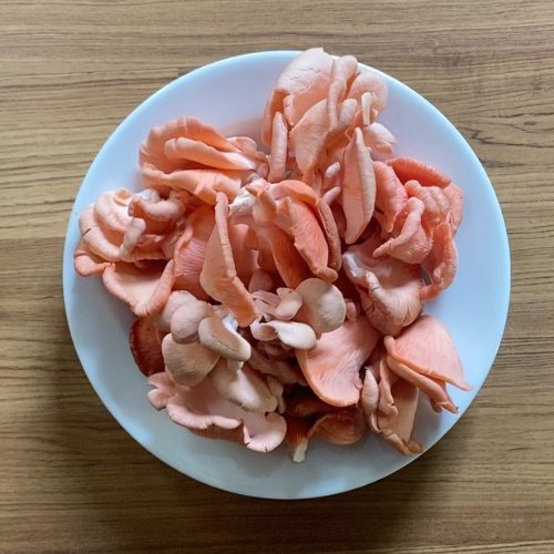 Buy Fresh Pink Oyster Online Mushroom 1kg./bag