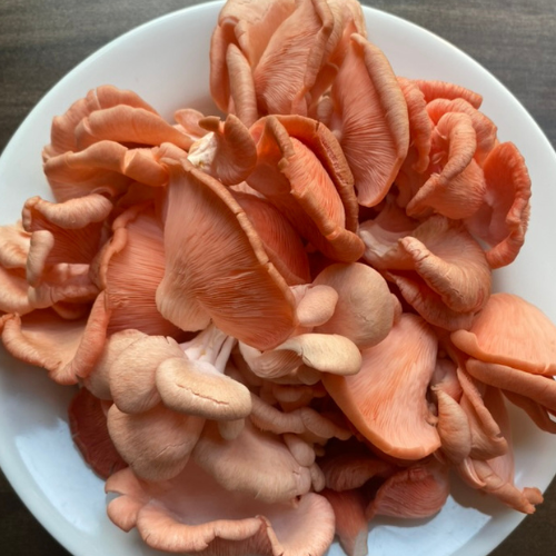 Buy Fresh Pink Oyster Online Mushroom 1kg./bag