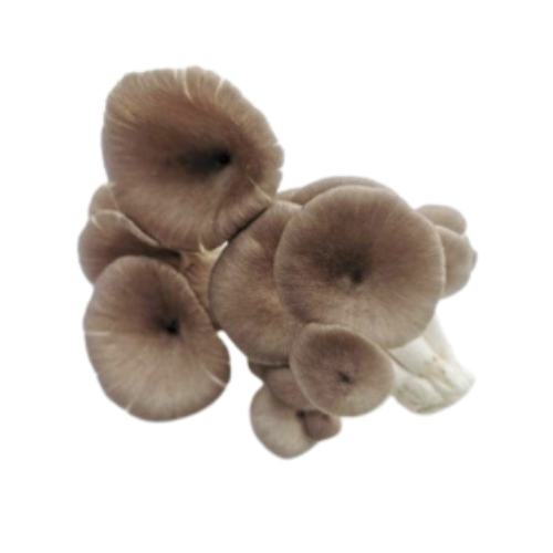 Order Fresh Angel Oyster Mushroom 1kg/bag