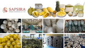 Introduce Sapsira Intertrade: Aromatic Coconut, Yellow mango, Pineapple, and more Fresh Fruits Provider from Thailand