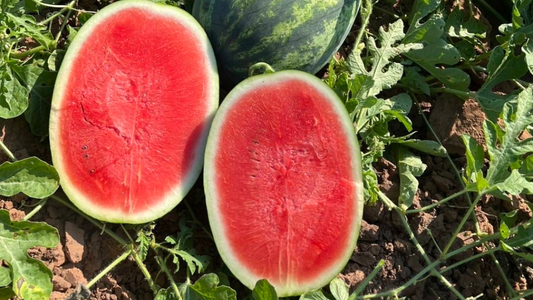 Watermelon