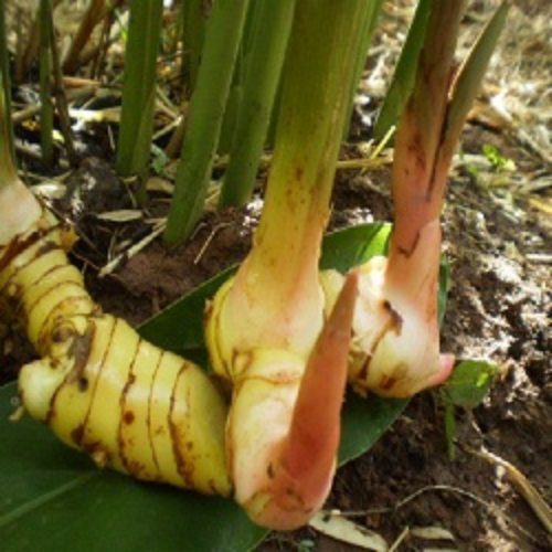 Organic Greater Galangal Herb (Alpinia Galanga)