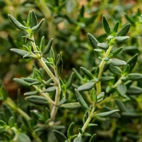 Organic Thyme, whole and ground form