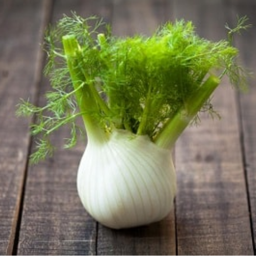 Organic Fennel, fresh funnel