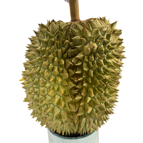 Durian