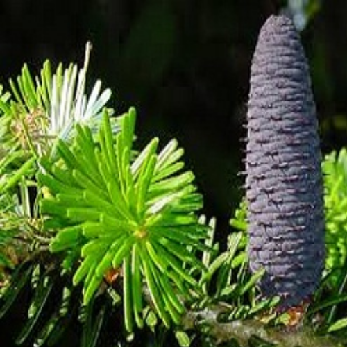 Organic Abies Webbiana Herb (Talispatra)