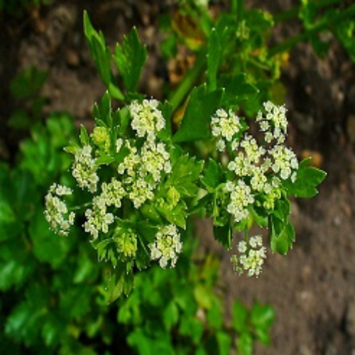 Organic Ajmod Herb (Apium Graveolens)