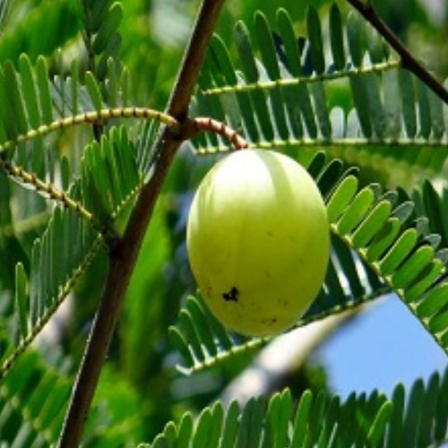 Organic Amla Herb (Emblica Officinalis)