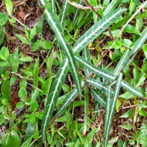 Organic Anantmool Herb (Hemidesmus Indicus)