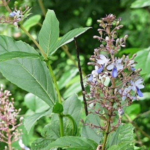 Organic Arni Herb (Clerodendrum Phlomidis Linn)