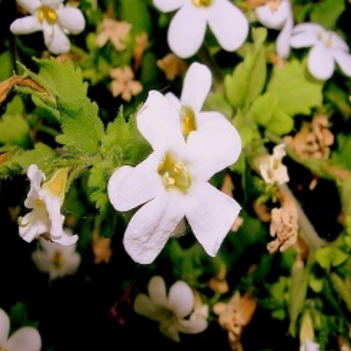 Organic Bacopa Extract, traditional Indian medicine (Ayurveda)