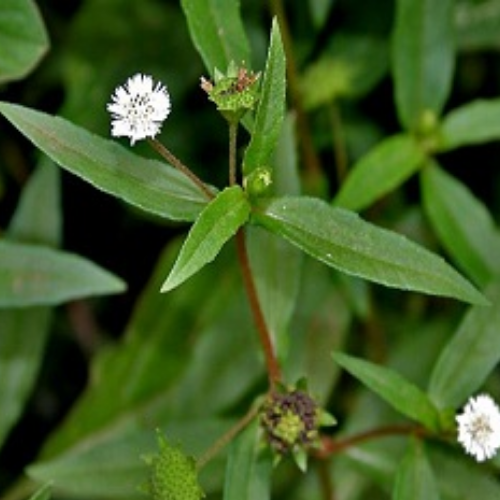 Organic Bhringraj Herb (Eclipta Alba)