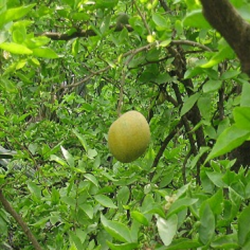 Organic Bilva Bark Herb (Aegle Marmelos)