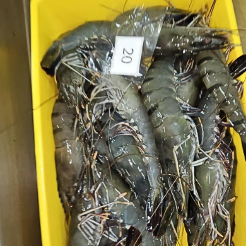 Black Tiger Prawn - Food Farm Hub