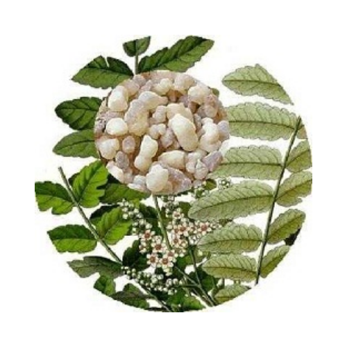 Organic Boswellia Serrata Extract