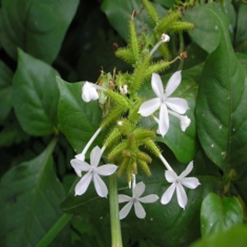 Organic Chitrak Herb (Plumbago Zeylanica)