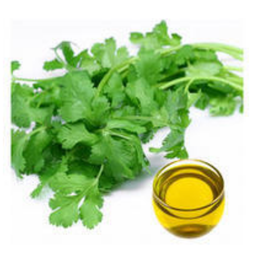 Organic Coriander Oil