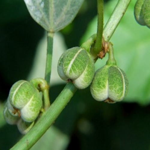 Organic Danti Herb (Baliospermum Montanum)