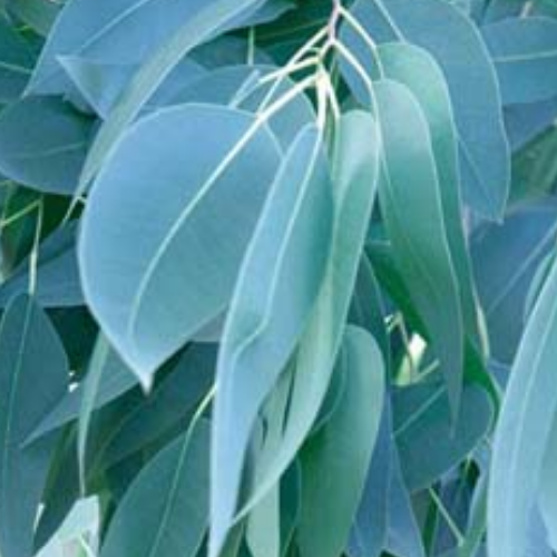 Organic Eucalcyptus Herb (Eucalyptus Globulus)