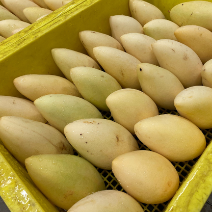 Fresh Yellow Mango (Ripe Nam Dok Mai Mango), Thailand