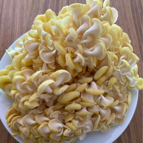 Order Fresh Golden Oyster Mushroom 1kg./bag