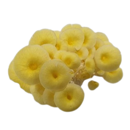 Golden oyster mushroom 1 kg. - Food Farm Hub