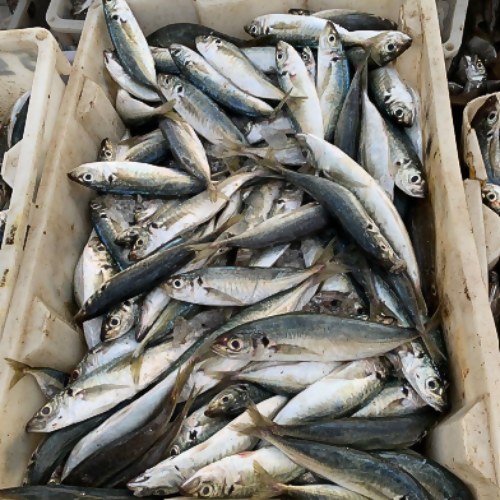 Indian Mackerel - Food Farm Hub