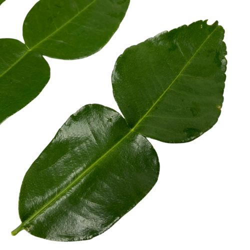 Kaffir lime leaves