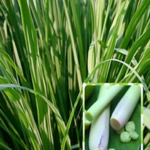 Organic Lemongrass Herb (Cymbopogon Flexuosus)