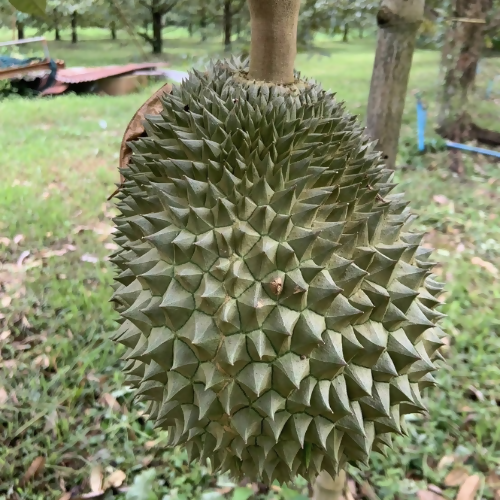 Kan yao3