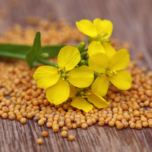 Organic Mustard Seeds