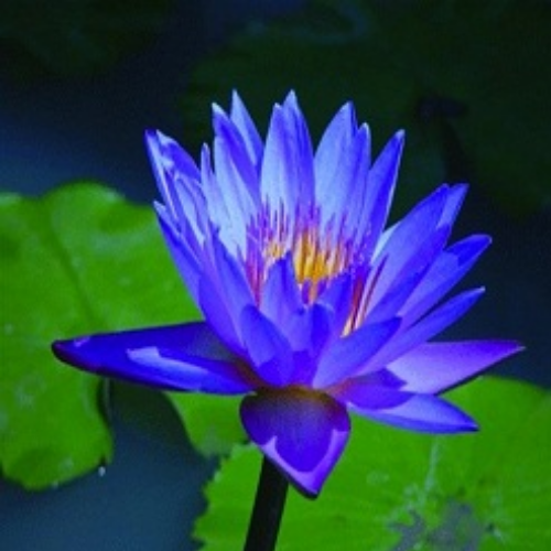 Organic Neelofar Herb (Nymphaea Alba)