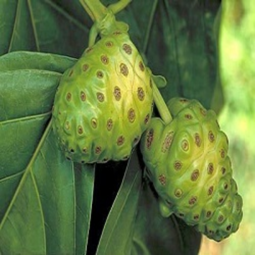 Organic Noni Extract