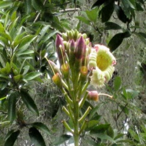 Organic Arlu Herb (Oroxylum Indicum) Food Farm Hub