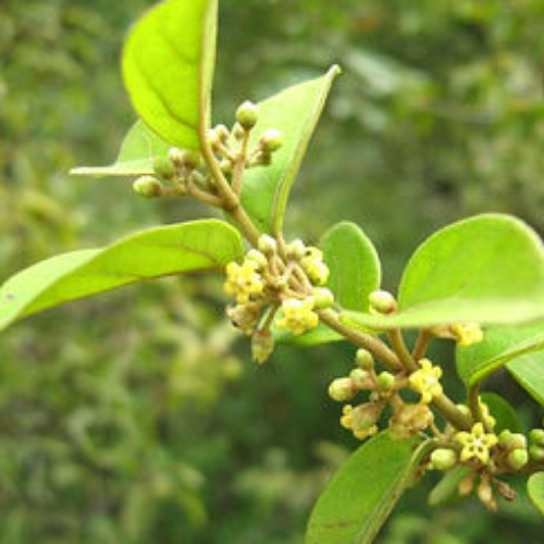 Organic Gurmar Herb (Gymnema Sylvestre) Food Farm Hub